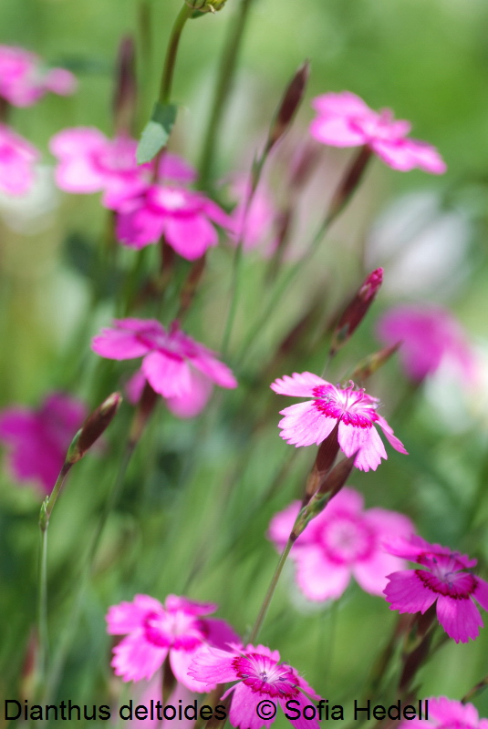 Dianthus deltoides